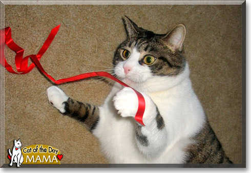 Mama, the Cat of the Day