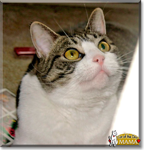 Mama, the Cat of the Day