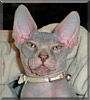 Fifi