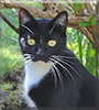 Little Cat