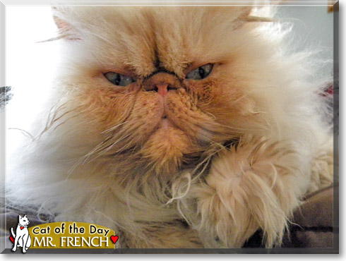 Mr. French, the Cat of the Day