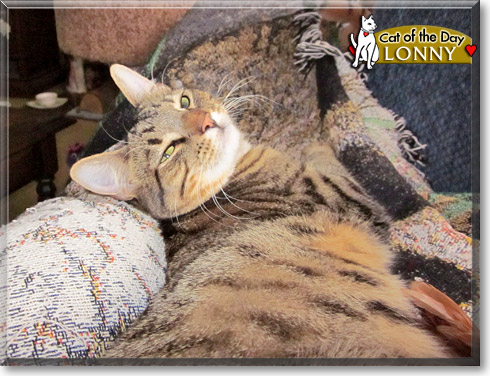 Lonny, the Cat of the Day