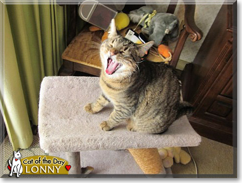 Lonny, the Cat of the Day