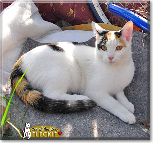 Fleckie, the Cat of the Day