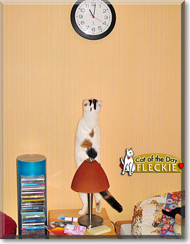 Fleckie, the Cat of the Day