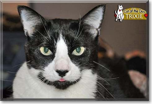 Trixie, the Cat of the Day