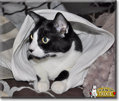 Trixie, the Cat of the Day