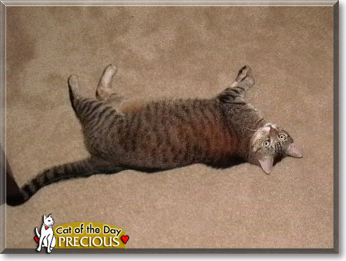 Precious, the Cat of the Day