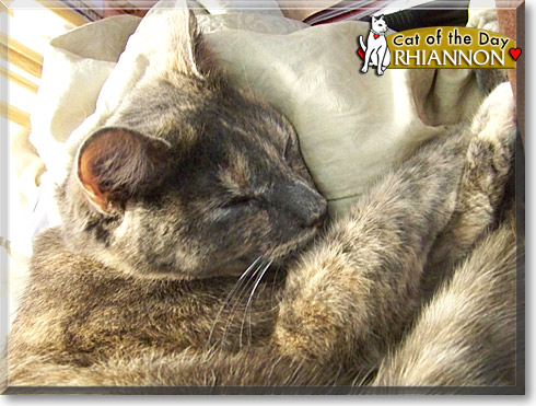 Rhiannon, the Cat of the Day