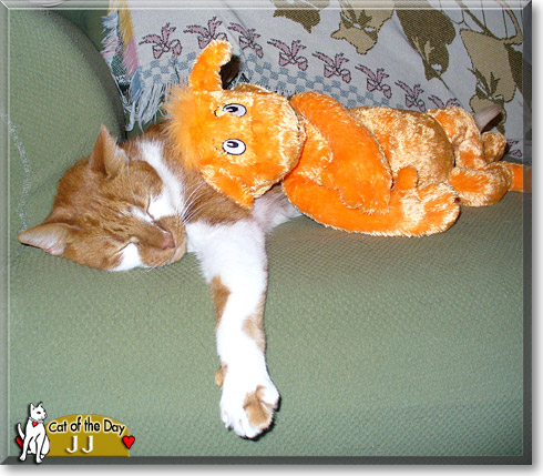 JJ, the Cat of the Day