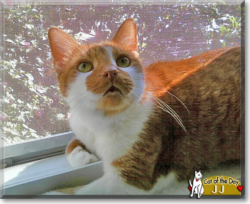 JJ, the Cat of the Day