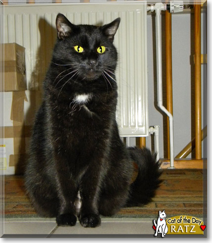 Ratz, the Cat of the Day