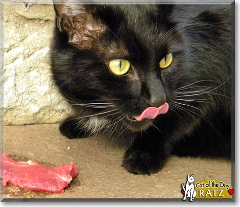 Ratz, the Cat of the Day