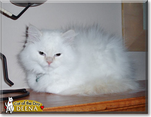 Deena, the Cat of the Day