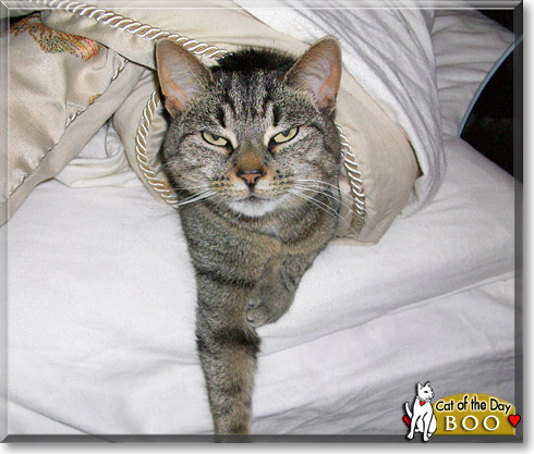 Boo, the Cat of the Day