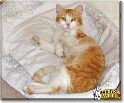 Willi, the Cat of the Day