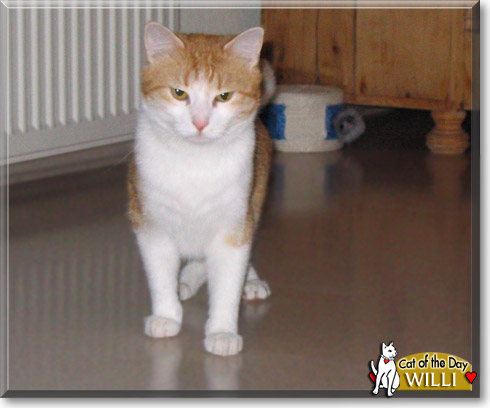 Willi, the Cat of the Day