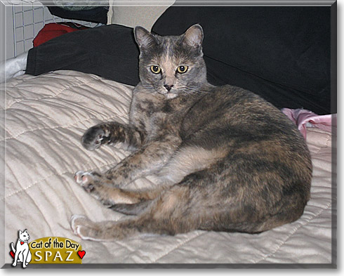 Spaz, the Cat of the Day