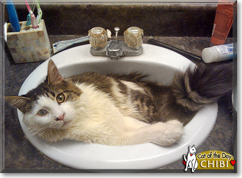 Chibi, the Cat of the Day