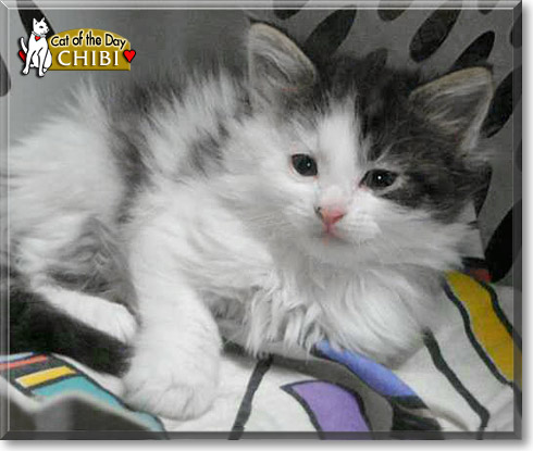 Chibi, the Cat of the Day Chibi, the Cat of the Day