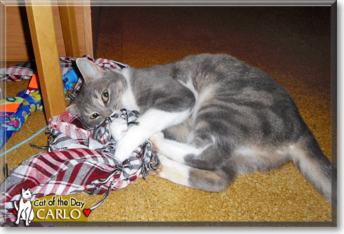 Carlo, the Cat of the Day