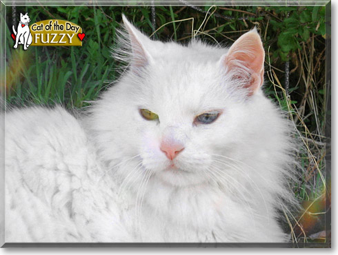 Fuzzy, the Cat of the Day