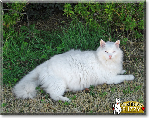 Fuzzy, the Cat of the Day
