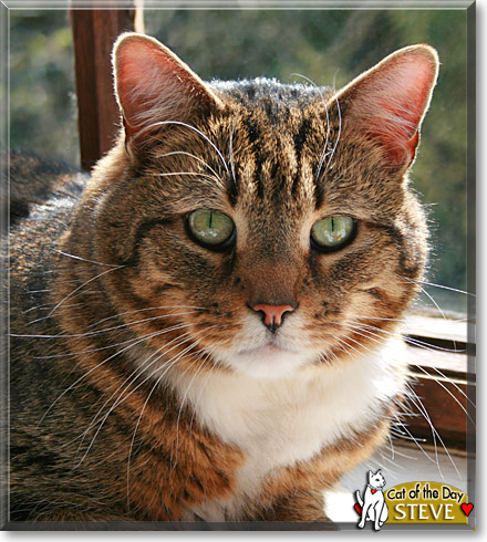 Steve Austin, the Cat of the Day