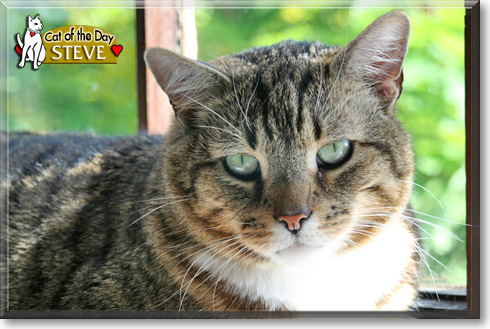 Steve Austin, the Cat of the Day