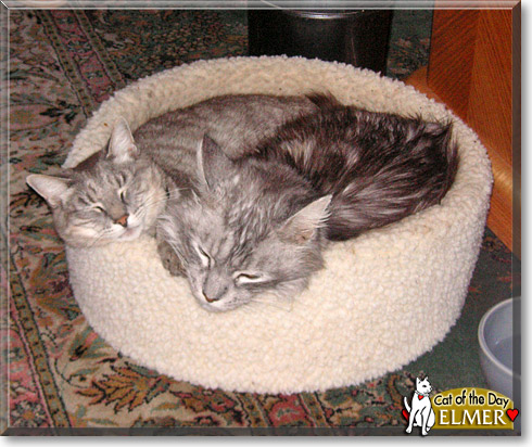Elmer, the Cat of the Day