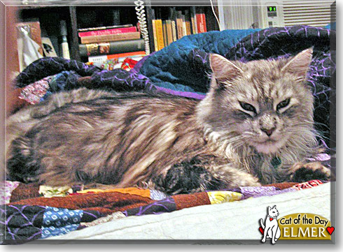 Elmer, the Cat of the Day