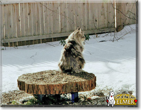 Elmer, the Cat of the Day