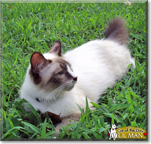 Lil Man, the Cat of the Day