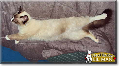 Lil Man, the Cat of the Day
