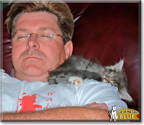 Blue, the Cat of the Day