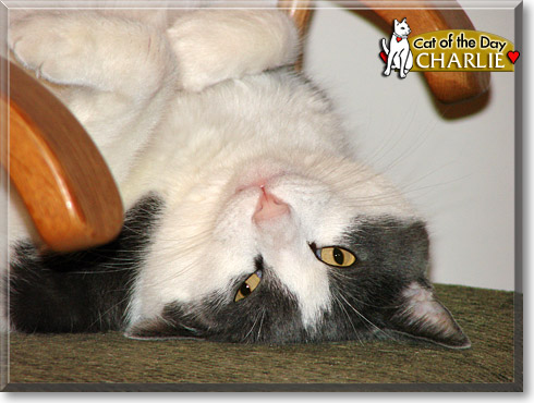 Charlie, the Cat of the Day