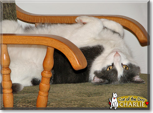 Charlie, the Cat of the Day Charlie, the Cat of the Day