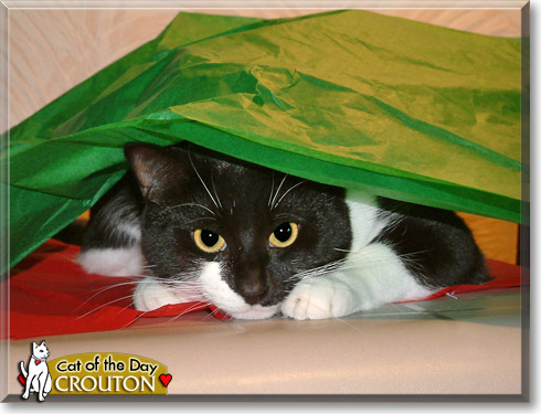 Crouton, the Cat of the Day