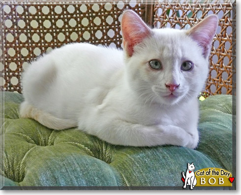 Bob, the Cat of the Day