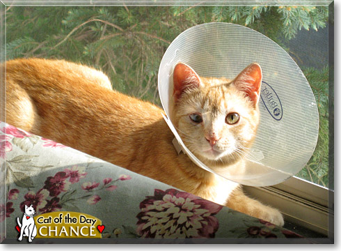 Chance, the Cat of the Day