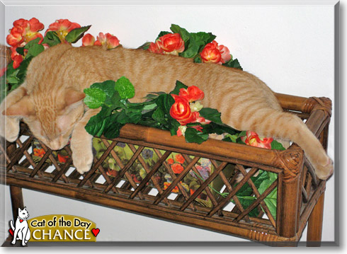 Chance, the Cat of the Day