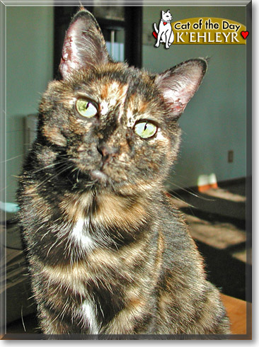 K'Ehleyr, the Cat of the Day