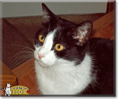 Eddie, the Cat of the Day