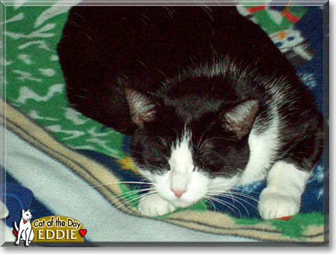 Eddie, the Cat of the Day