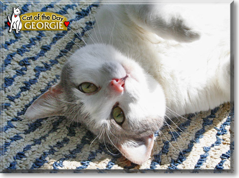 Georgie, the Cat of the Day
