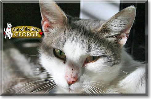 Georgie, the Cat of the Day Georgie, the Cat of the Day