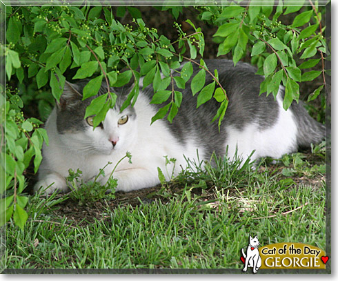 Georgie, the Cat of the Day Georgie, the Cat of the Day