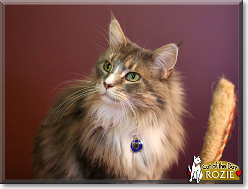 Rozie, the Cat of the Day