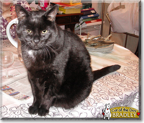 Bradley, the Cat of the Day
