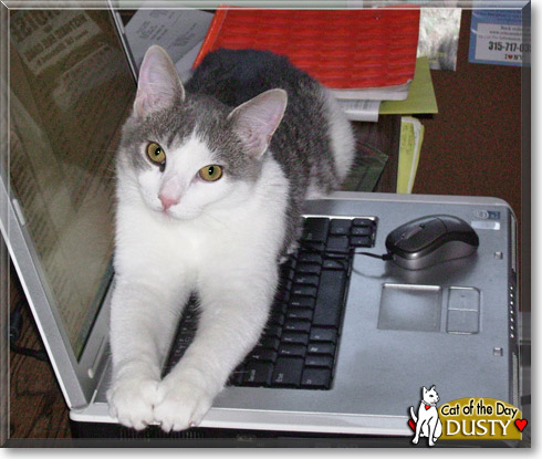 Dusty, the Cat of the Day